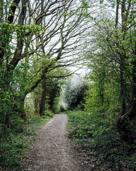Fototapeta na wymiar Old path in the woods