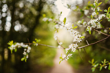 Spring blossom in the wods