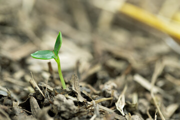 Close up of vegetable growth from seed in soil and blurred background. Selective focus	