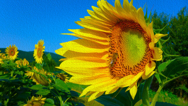 Beautiful picturesque sunflower flower on a sunflower field