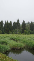 Fototapeta premium lake in the forest