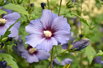Garteneibisch - Blue Bird - Hibiskus © Botanik Guide