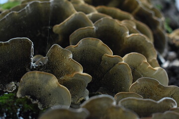 mushrooms in the forest