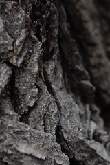 bark of a tree