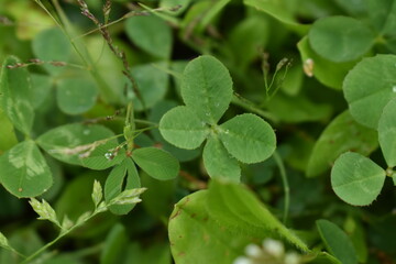 clover in the garden