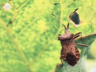The close-up insect on a green leaf.