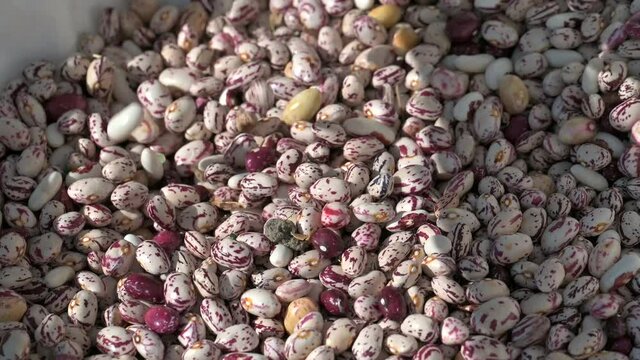 FAGIOLI IN 4K