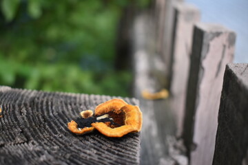 mushrooms on a tree trunk