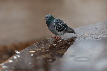 Close-up of a pigeon