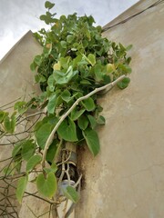 climbers on the wall