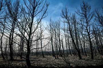 burnt trees after a fire in the coniferous forest