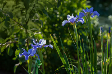 Graceful light blue irises lit by the sun in the garden on a blurred dark green background. Summer floral background. Iris sibirica close-up, copy space