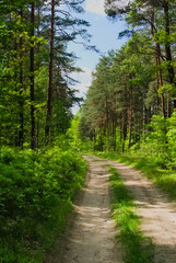 path in the forest