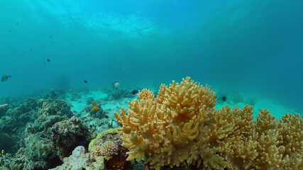 Fototapeta na wymiar The underwater world of coral reef with fishes at diving. Coral garden under water. Philippines.