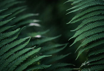 Beautiful background of young green fern leaves. Beautiful ferns leaves of green foliage. Large fern leaves.