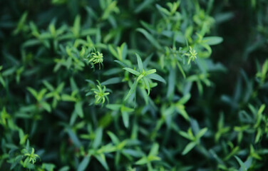 Green background from plants. Decorative green plant.