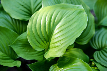 Background from large leaves. Ornamental plant in the garden. Green wavy leaves.