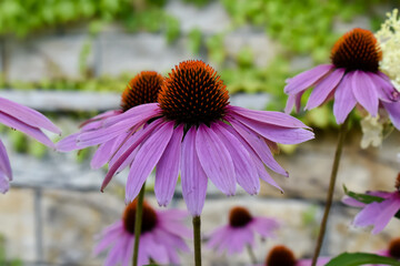 Kolorowe, wiosenne kwiaty w zielonym ogrodzie.