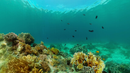 Fototapeta na wymiar Blue Sea Water and Tropical Fish. Tropical underwater sea fish. Philippines.