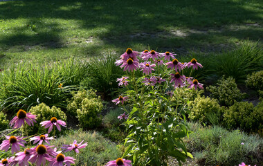 Kolorowe, wiosenne kwiaty w zielonym ogrodzie.