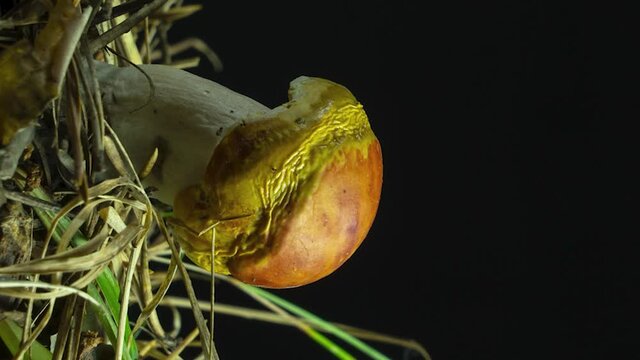 Mushroom dries up and shrinks. Concept of male impotence and sexually transmitted diseases