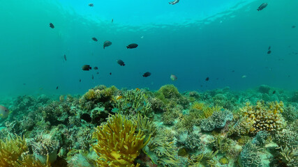 Fototapeta na wymiar Coral reef underwater with tropical fish. Hard and soft corals, underwater landscape. Travel vacation concept. Philippines.