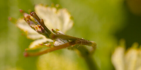 Reben Trauben Frühling