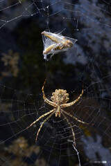 Araneidae. Argiope Lobata Spider On A Spiderweb