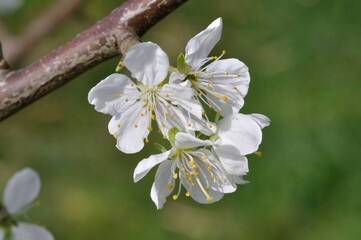 Cherry blossoms in a garden