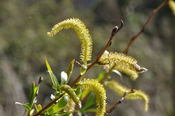 Willow catkins in a garden