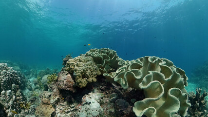 Tropical fishes and coral reef at diving. Underwater world with corals and tropical fishes.