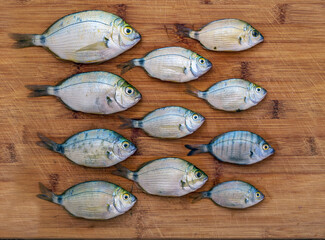 Freshly caught Mediterranean fish lies on a wooden table.