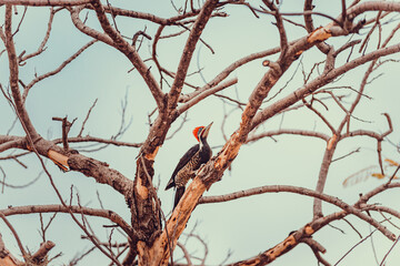 Red head woodpecker hunting food in a tree with dry branches