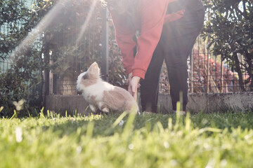 Fototapeta premium Coniglio che salta in giardino
