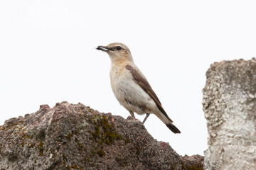 Northern wheatear sits on a stone and holds prey in its beak © Shchipkova Elena