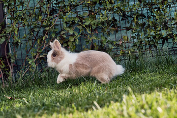 Coniglio che saltella