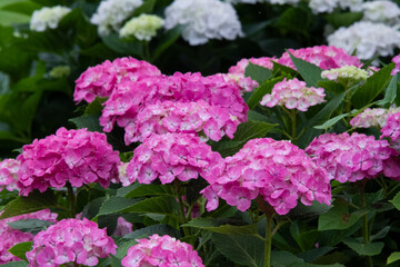 あじさい　紫陽花