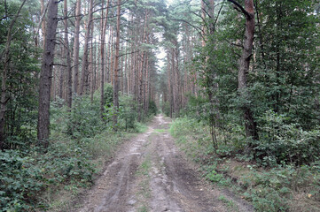 Fototapeta premium Pine forest on a summer sunny day.