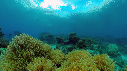Underwater fish garden reef. Reef coral scene. Seascape under water. Philippines.
