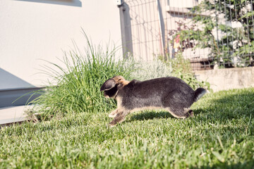Coniglio nano che corre in giardino