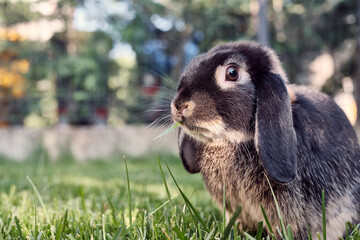 Coniglio nano in giardino