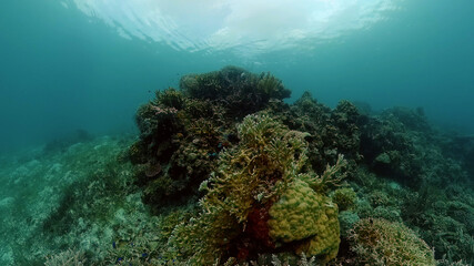Beautiful underwater landscape with tropical fish and corals. Philippines.