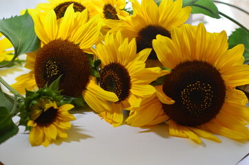 sunflowers on white
