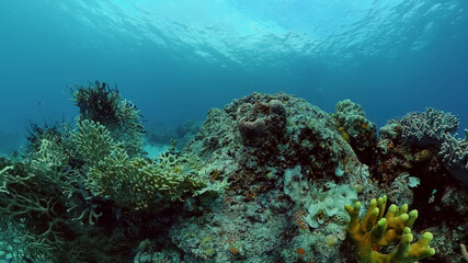 Fototapeta na wymiar Underwater sea fish. Tropical fishes and coral reef underwater. Philippines.