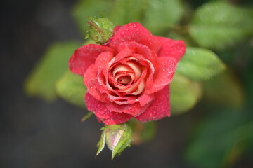 red rose with water drops