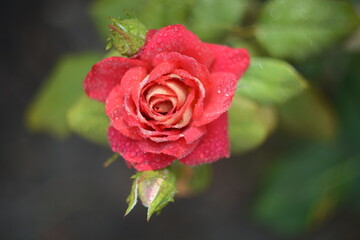 red rose with water drops