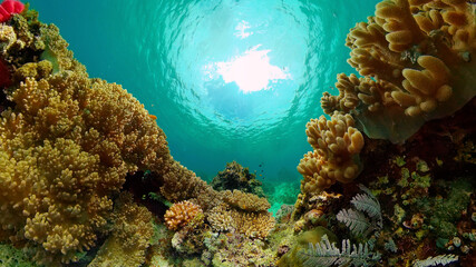 Tropical fishes and coral reef, underwater footage. Seascape under water. Philippines.