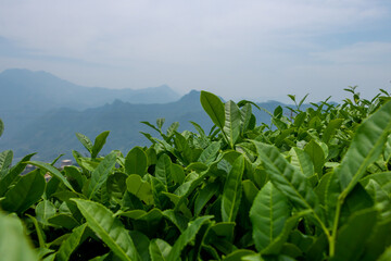 Fototapeta premium Green tea in ecological tea garden.