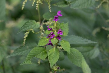 Hoverfly in front of the flowers of the soft hemp tooth