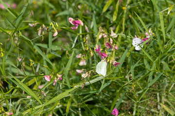 A common brimstone) on the flowers of a flat pea